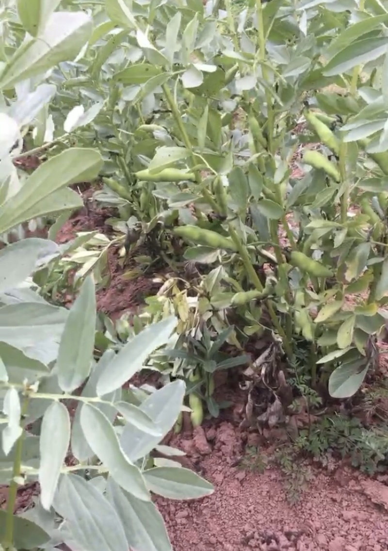 四川成都本地新鲜大白胡豆荚，蚕豆荚，大量出货