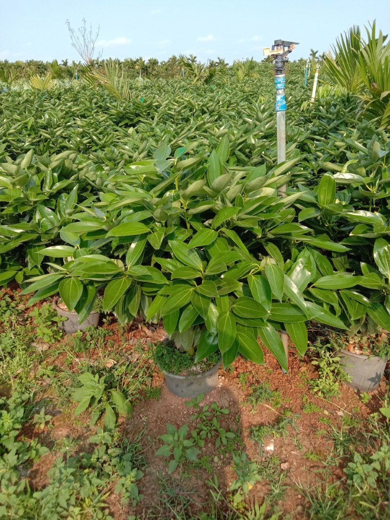 大量出售平安树，批发，零售