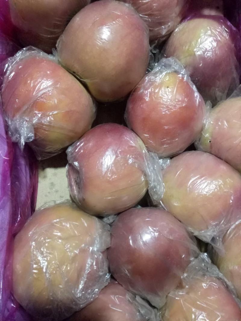 山西临猗膜袋冰糖心苹果，对接电商，超市，加工厂