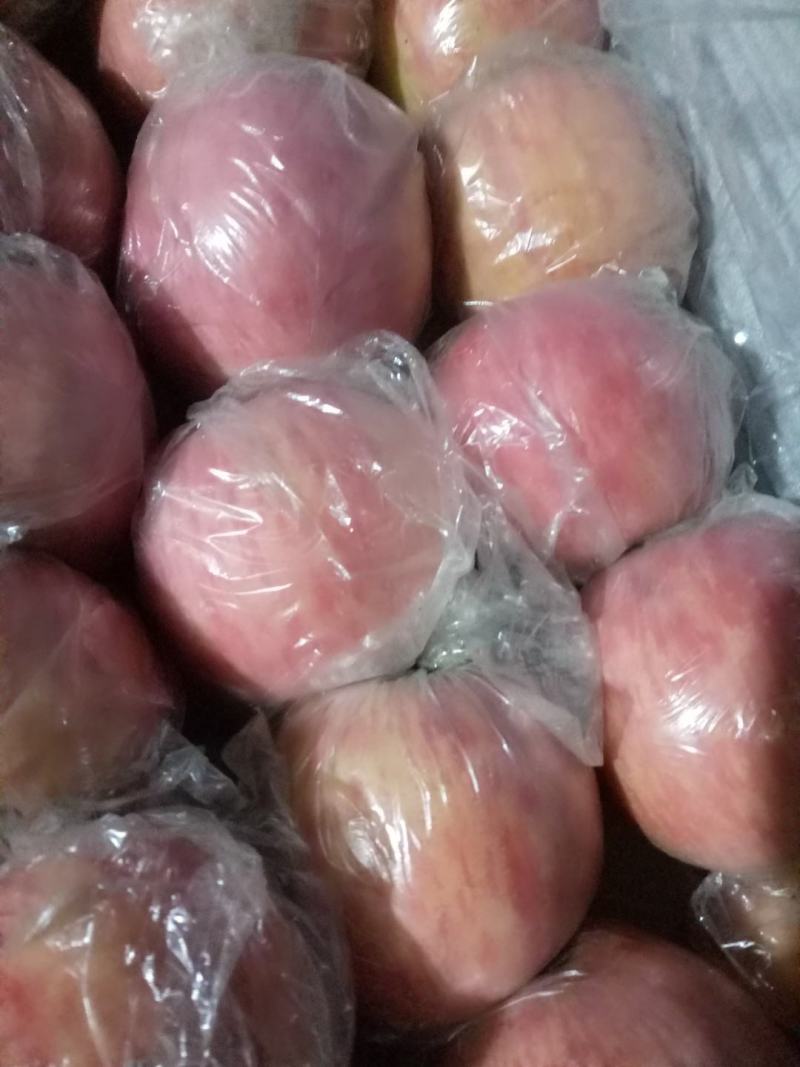 山西临猗膜袋冰糖心苹果，对接电商，超市，加工厂