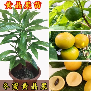 冬蜜黄晶果树树黄金果冰淇淋果冬蜜苗久蜜四季盆栽带土带叶