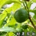冬蜜黄晶果树树黄金果冰淇淋果冬蜜苗久蜜四季盆栽带土带叶