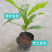冬蜜黄晶果树树黄金果冰淇淋果冬蜜苗久蜜四季盆栽带土带叶