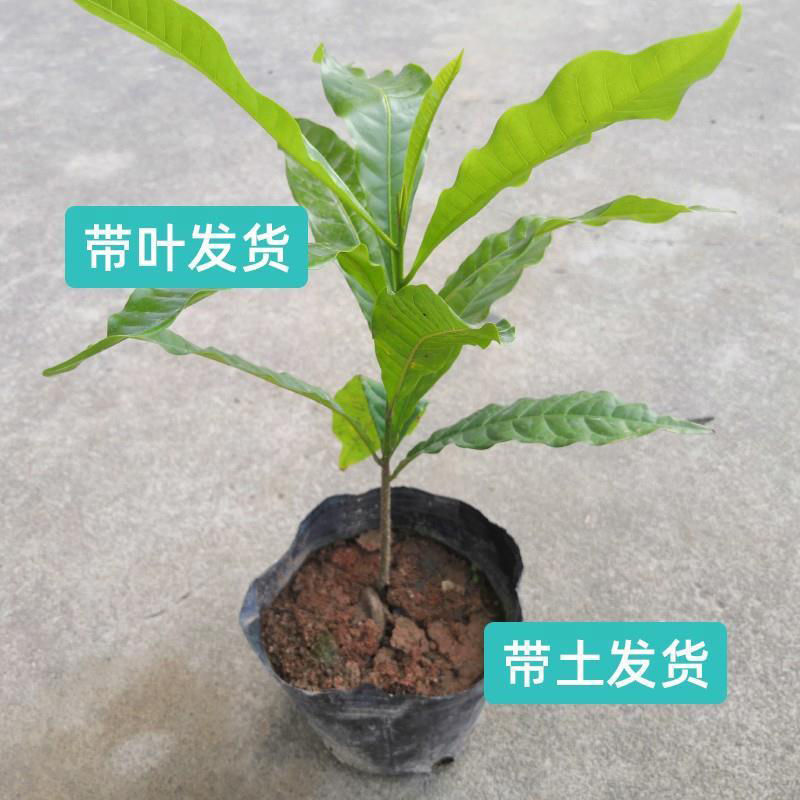 冬蜜黄晶果树树黄金果冰淇淋果冬蜜苗久蜜四季盆栽带土带叶