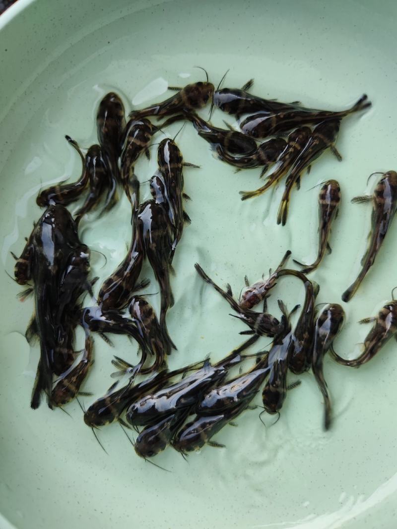 专业养殖黄骨鱼苗黄颡鱼苗黄辣丁鱼苗现货供应出售