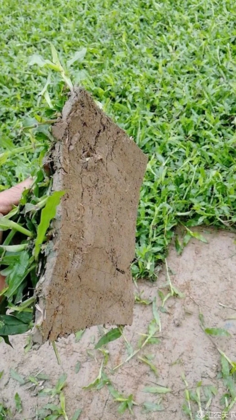 大叶油草