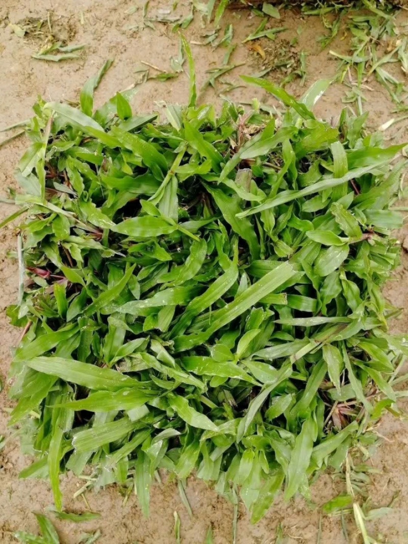 大叶油草