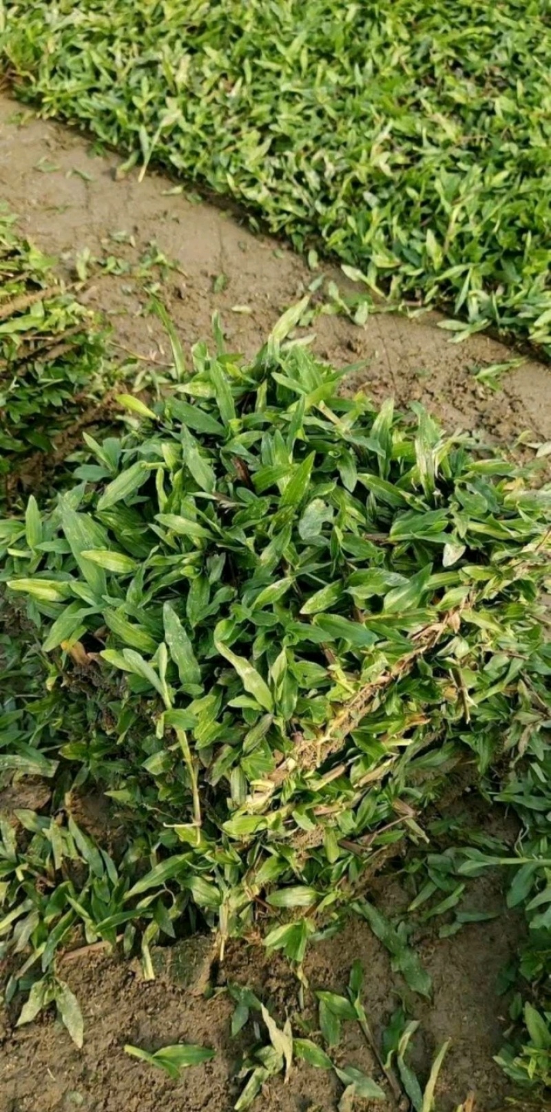 大叶油草