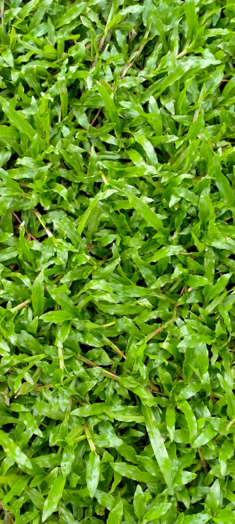大叶油草