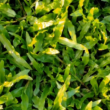 大叶油草