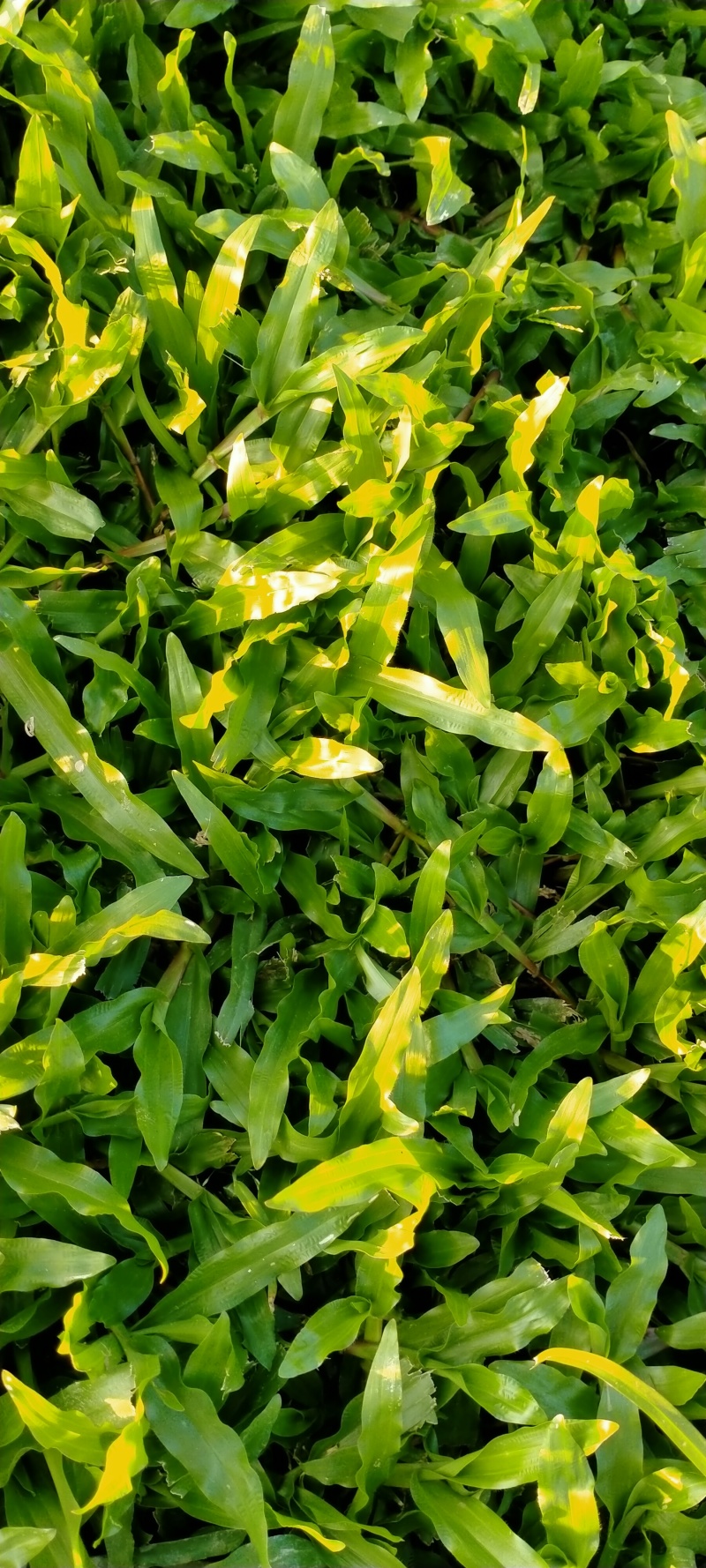 大叶油草