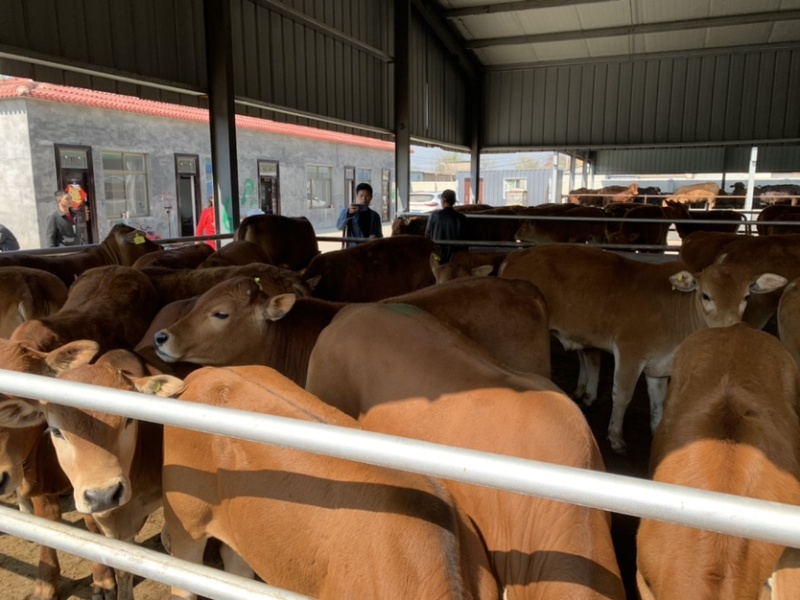 3个月肉牛犊黄牛仔牛苗，鲁西黄牛改良品种牛犊
