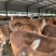 3个月肉牛犊黄牛仔牛苗，鲁西黄牛改良品种牛犊