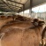 3个月肉牛犊黄牛仔牛苗，鲁西黄牛改良品种牛犊