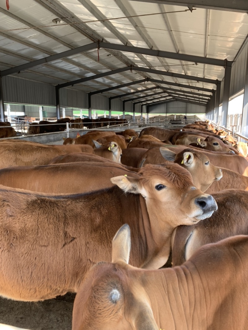 3个月肉牛犊黄牛仔牛苗，鲁西黄牛改良品种牛犊