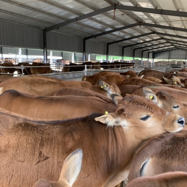 3个月肉牛犊黄牛仔牛苗，鲁西黄牛改良品种牛犊
