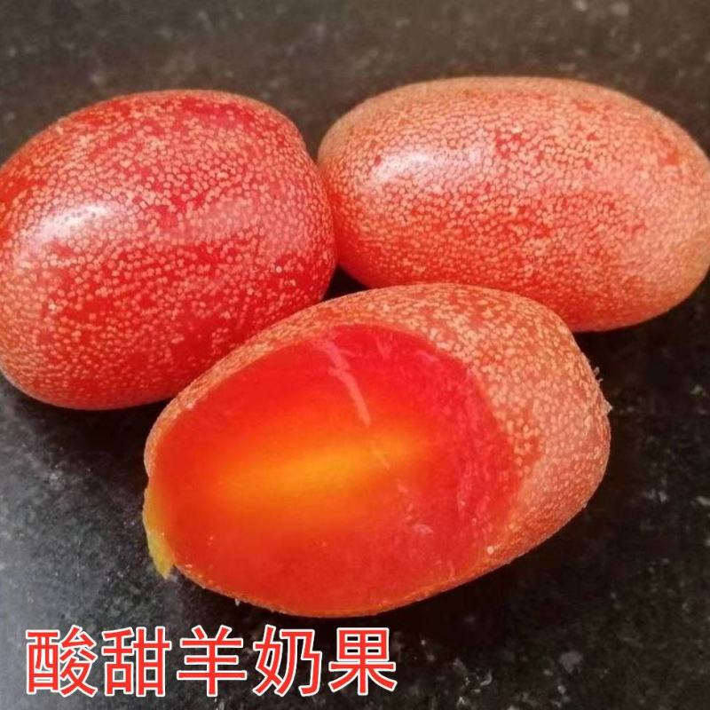 羊奶果树苗嫁接甜胡颓子果树苗当年结果南北方种盆栽地包邮
