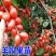 羊奶果树苗嫁接甜胡颓子果树苗当年结果南北方种盆栽地包邮