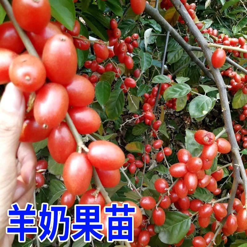 羊奶果树苗嫁接甜胡颓子果树苗当年结果南北方种盆栽地包邮