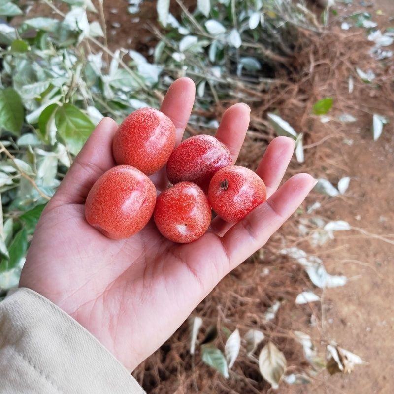 羊奶果树苗嫁接甜胡颓子果树苗当年结果南北方种盆栽地包邮