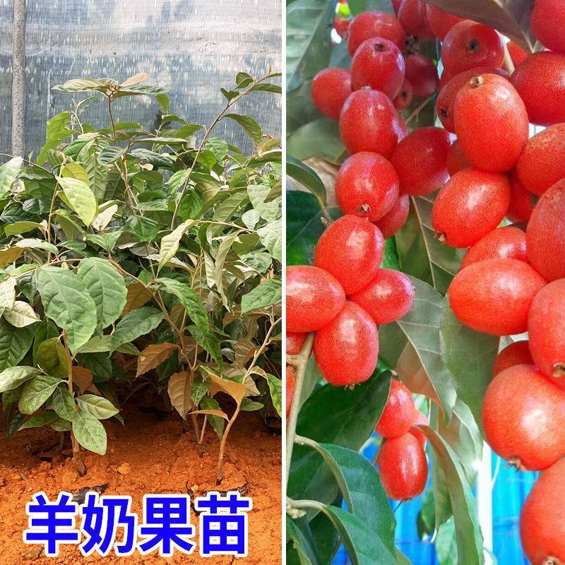 羊奶果树苗嫁接甜胡颓子果树苗当年结果南北方种盆栽地包邮