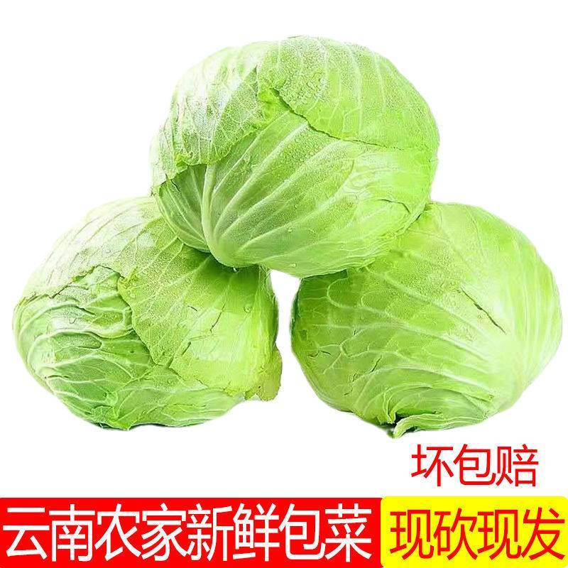 现摘农家新鲜包菜甘南莲花白蔬菜包心菜白菜青菜卷心菜多规格