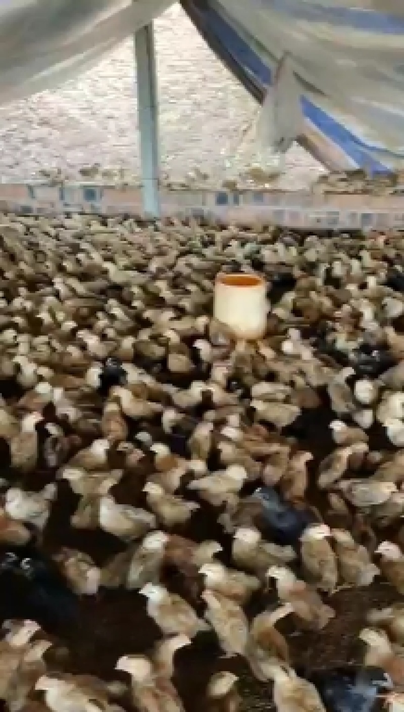 土阉鸡苗脱温苗一月龄一斤重运输途中包成活凤翔苗