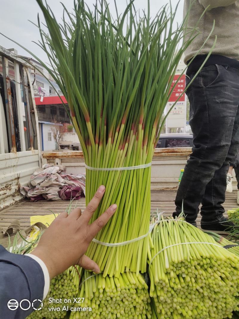 宁陵精品蒜薹上市产地直发需要的联系