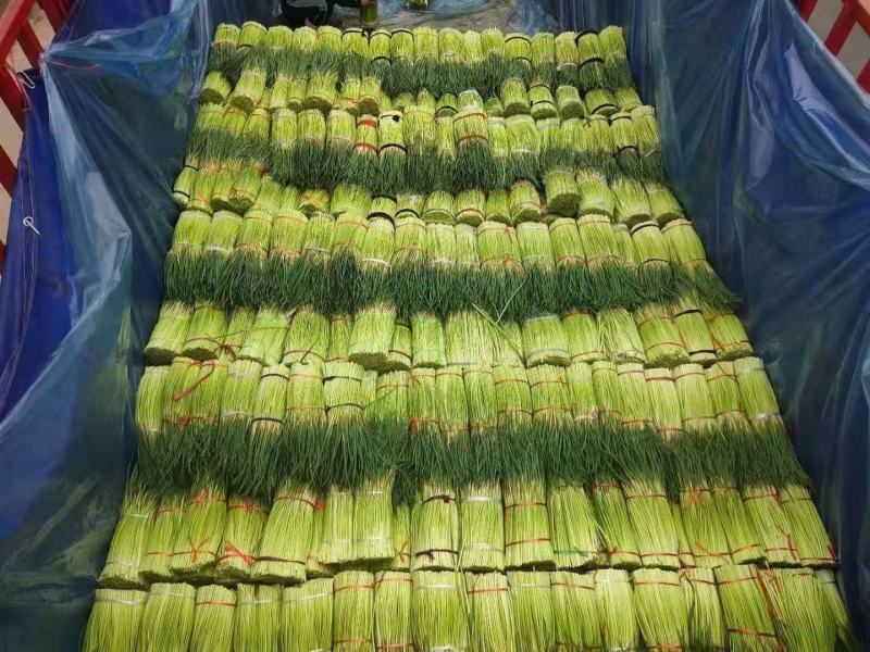 宁陵精品蒜薹上市产地直发需要的联系