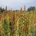 玛积雪山藜麦，产地直发量大价优，均衡营养，欢迎选购