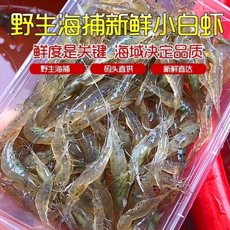 小虾海水虾鲜活小虾子小虾子海水鲜活小虾子