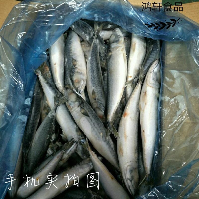 新鲜上岸小青鱼新鲜海鱼新鲜上岸青鱼小青鱼新鲜海鱼