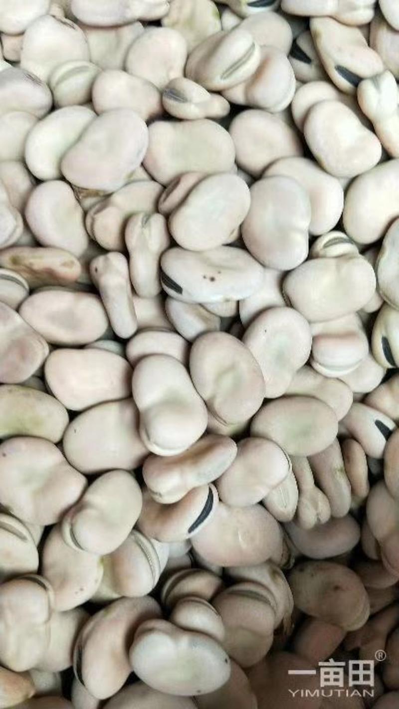 蚕豆干货大量上市，用于豆瓣，饲料豆，油炸豆，