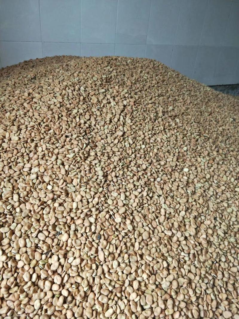 蚕豆干货大量上市，用于豆瓣，饲料豆，油炸豆，