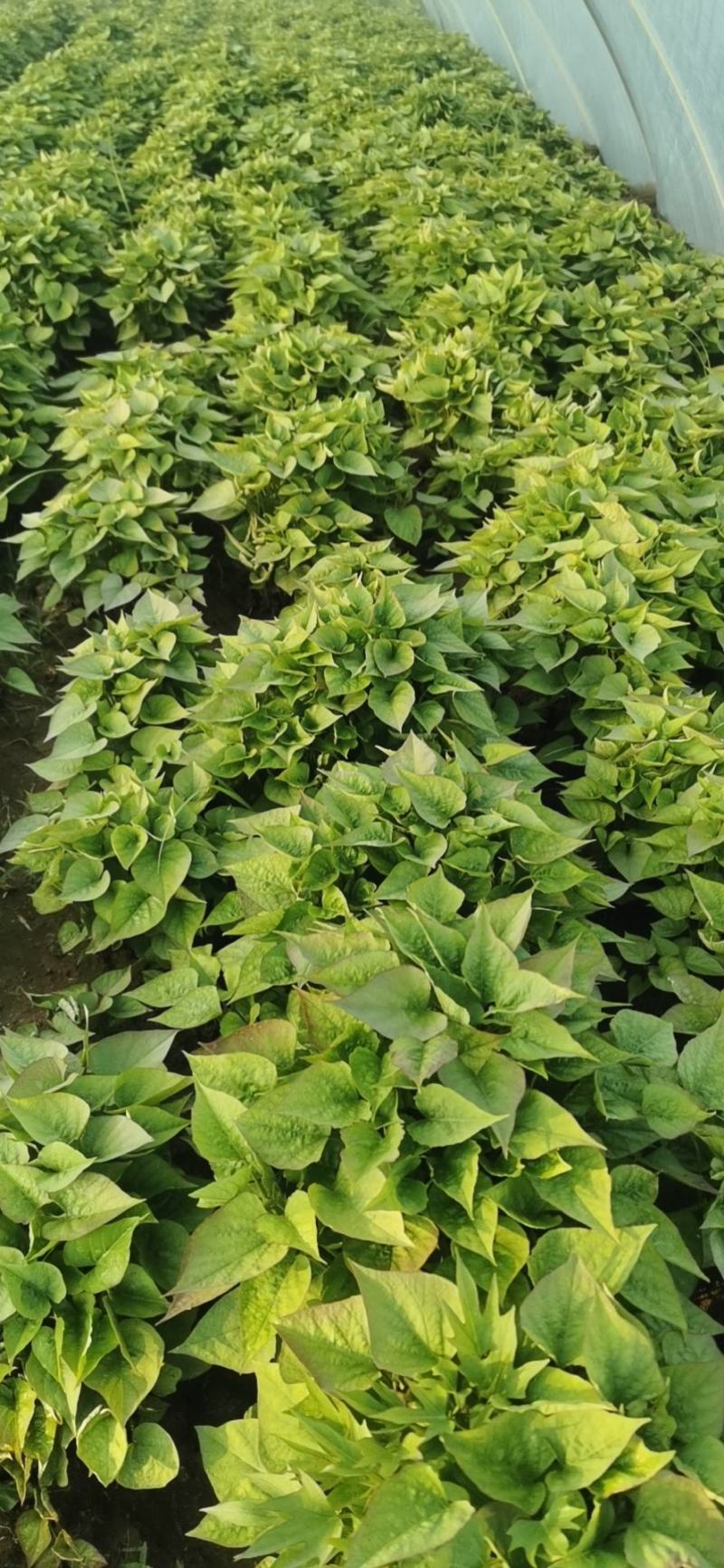 龙薯9号红薯苗烟薯红薯苗济薯25红薯苗商薯19红薯苗