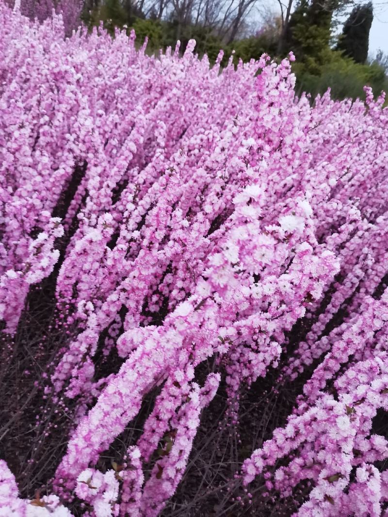 河北保定红花麦李，绿化苗木