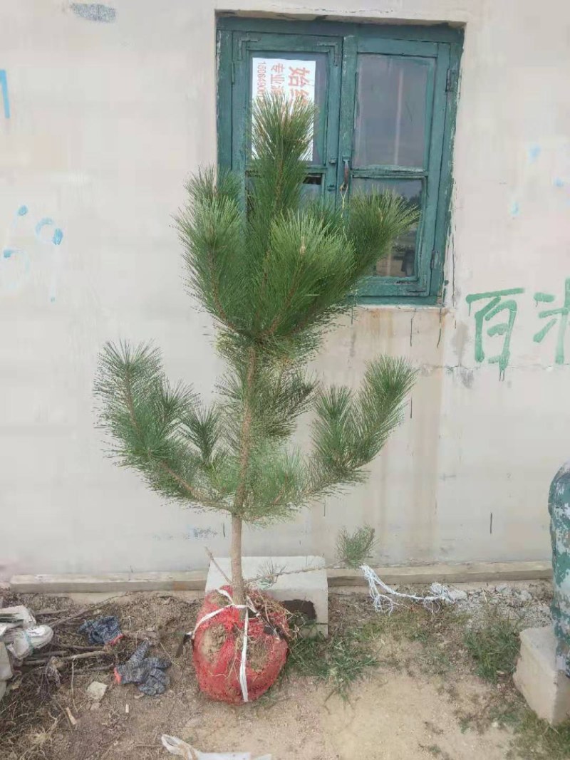 黑松，黑松苗，黑松直供，黑松小苗，黑松批发，黑松基地，山