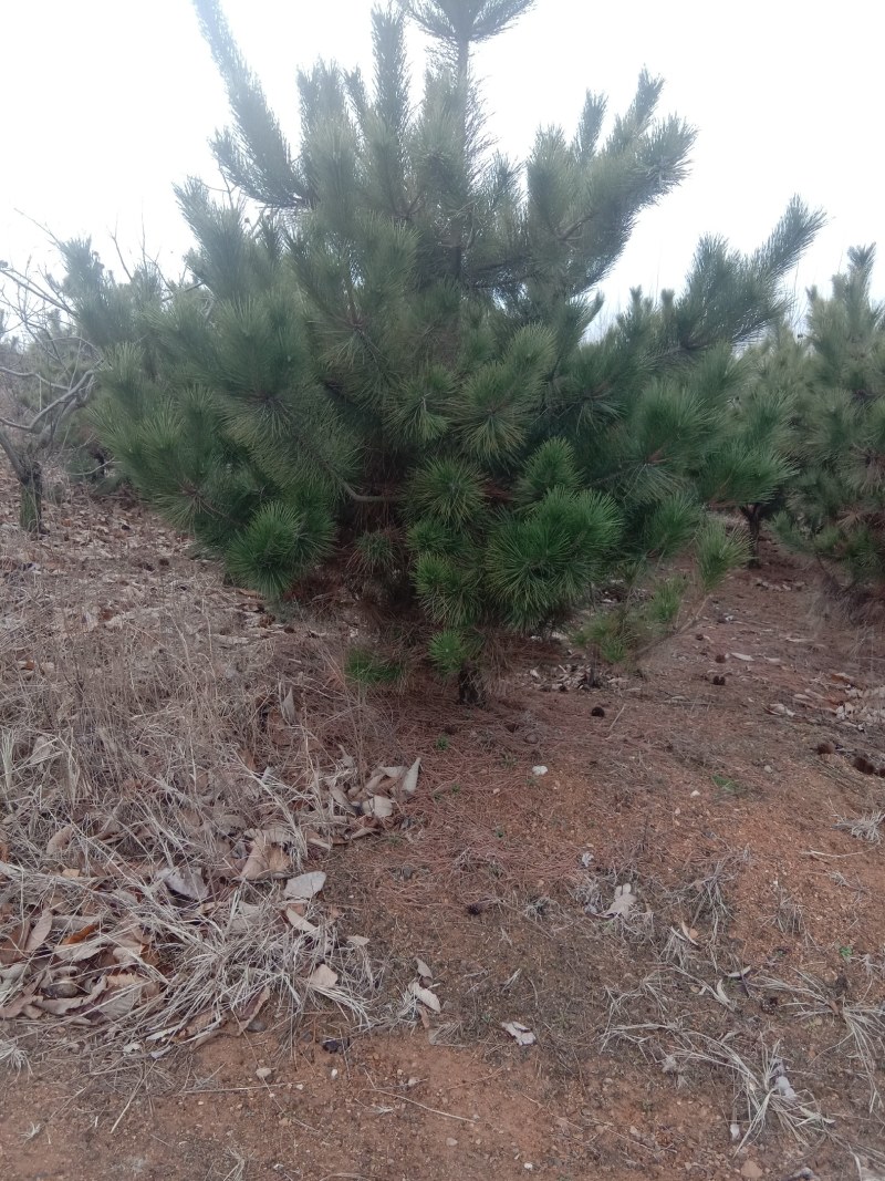 黑松，黑松苗，黑松直供，黑松小苗，黑松批发，黑松基地，山
