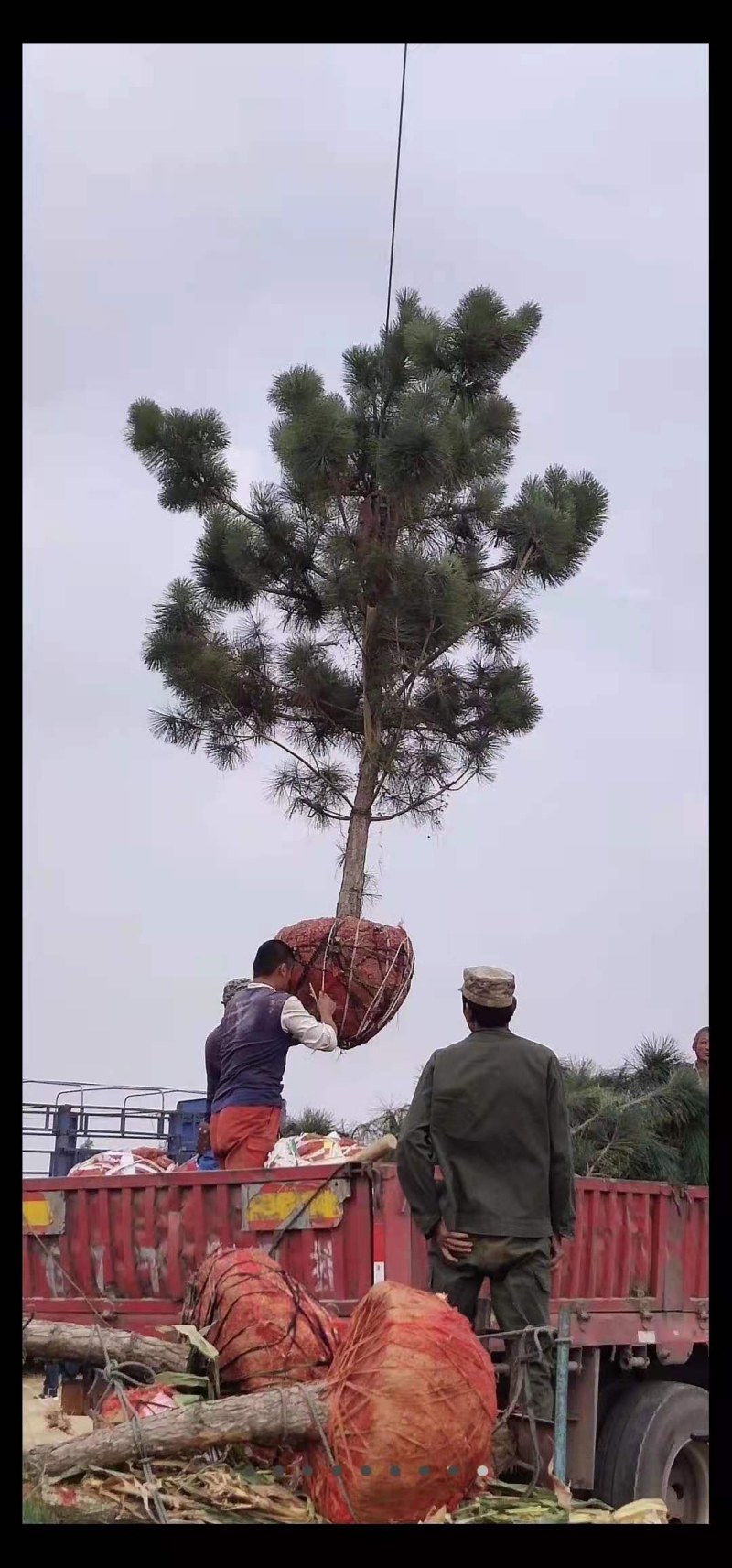 黑松，黑松苗，黑松直供，黑松小苗，黑松批发，黑松基地，山