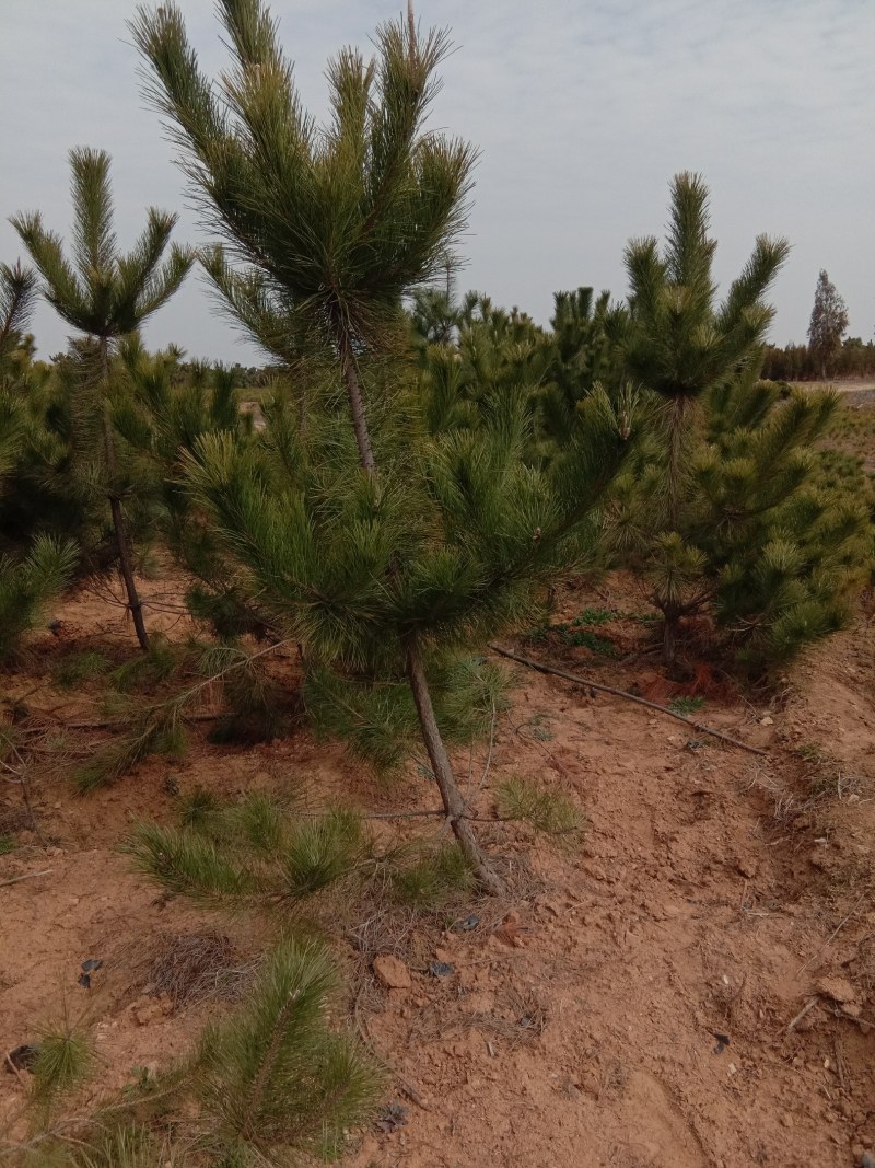 黑松，黑松苗，黑松直供，黑松小苗，黑松批发，黑松基地，山