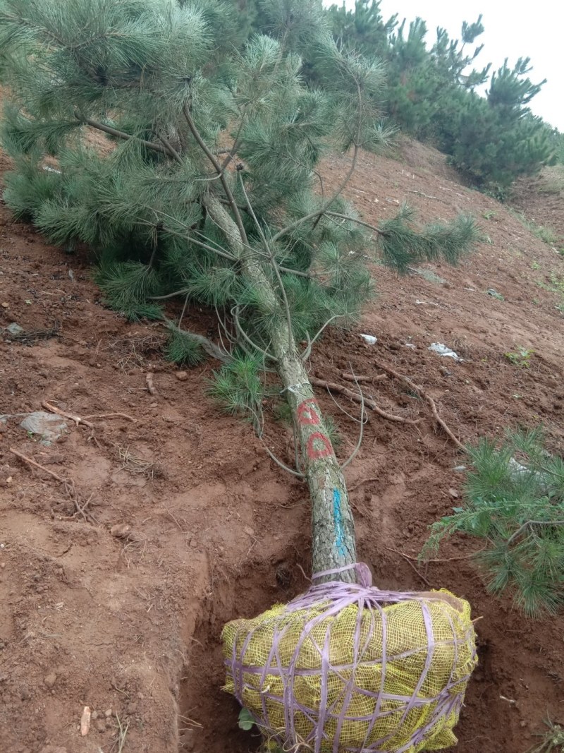 黑松，黑松苗，黑松直供，黑松小苗，黑松批发，黑松基地，山