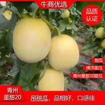 青州甜瓜星甜20甜瓜0.5斤以上精品甜瓜