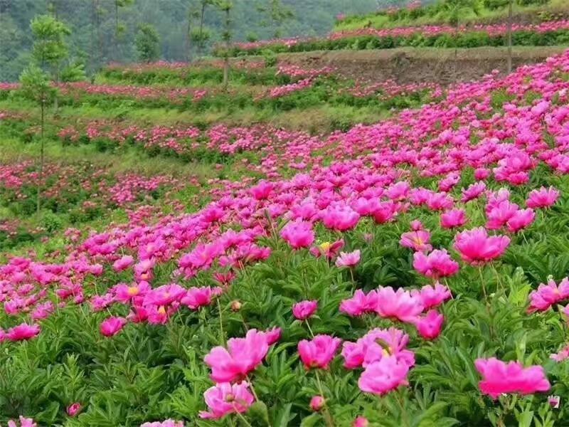 芍药苗，芍药分株苗，精品多花芍药苗，芍药种子，现要现挖