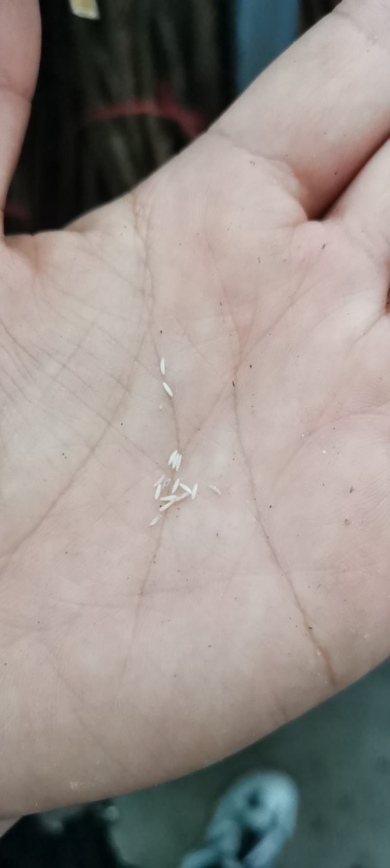 金蝉养殖#金蝉养殖技术#农业发展的趋势。包回收