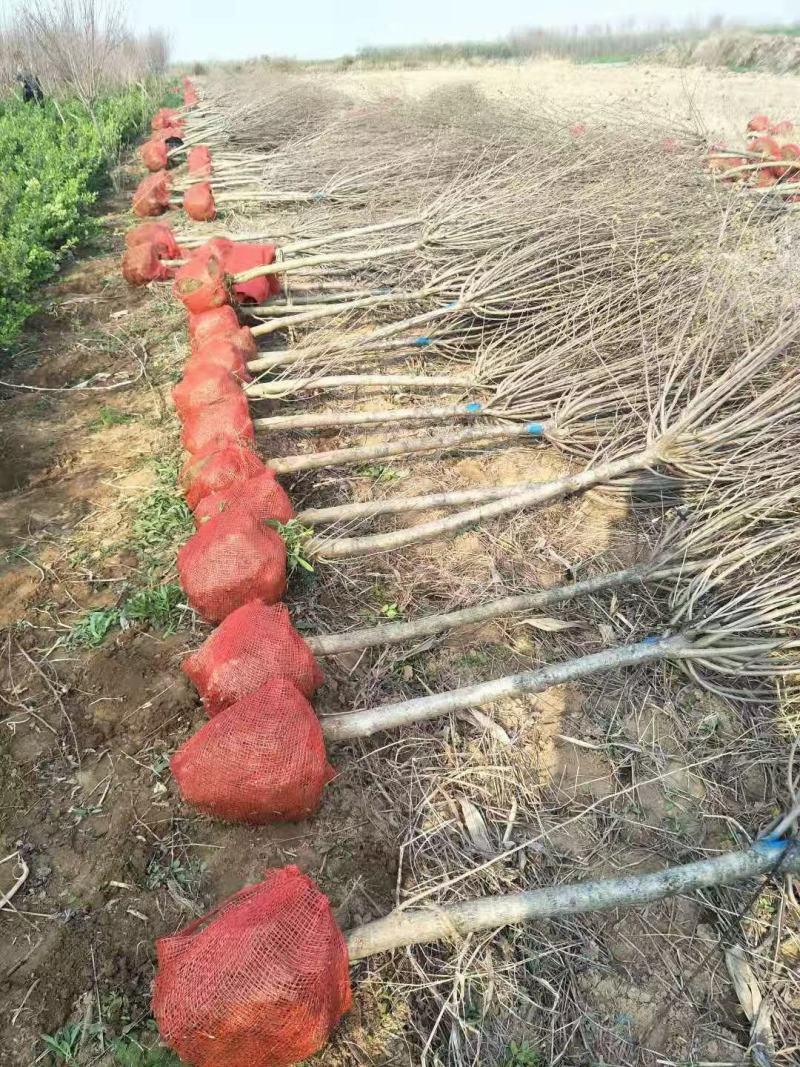 木槿三公分木槿红花木槿山西木槿