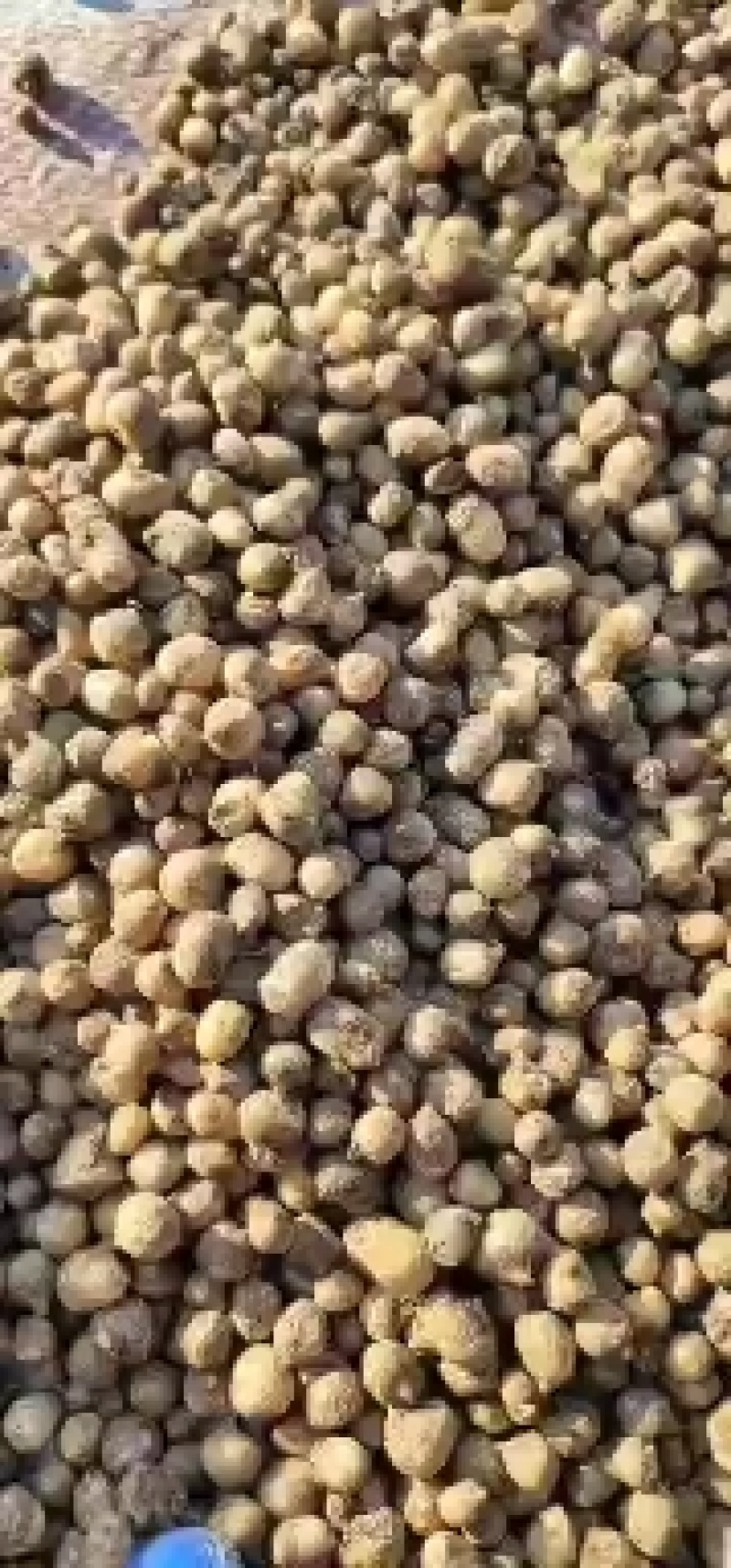 河北保定优质旱半夏种苗自产自销出售回收高产量低虫害