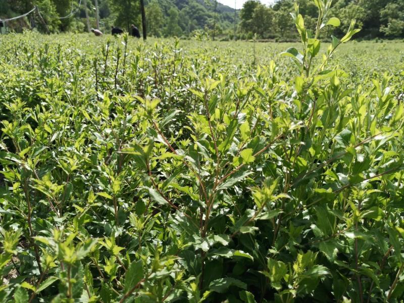 野生第一代全黑皮爆满朱砂半撞皮不起霜北苍术