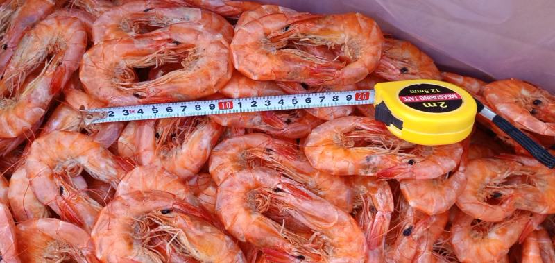烤虾自己加工淡干无盐干度很好产地直发