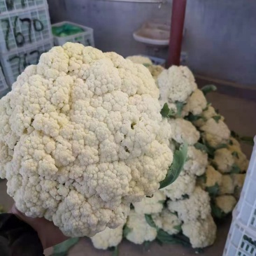 山东青州优质精品菜花大量上市价格优惠
