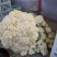 山东青州优质精品菜花大量上市价格优惠